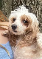 BUNNY miniature poodle $1250, a female German Shepherd Dog for sale in The Villages, FL – 4 of 6