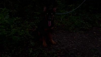 Gemma 950 OBO, a female German Shepherd Dog for sale in The Villages, FL – 6 of 6