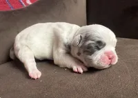 GHOST Merle pied boy, a male French Bulldog for sale in The Villages, FL – 1 of 10