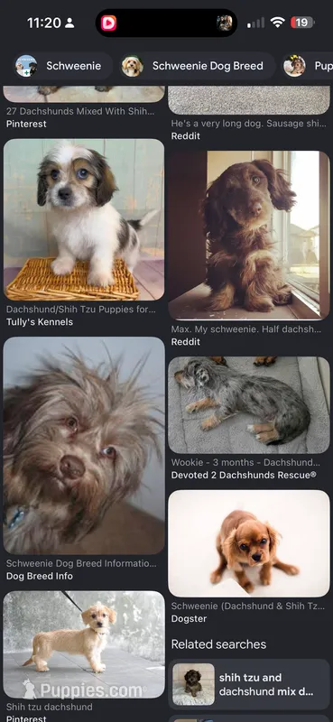 Gigi litter – Shih Tzu, Miniature Dachshund puppy for sale in The Villages, FL