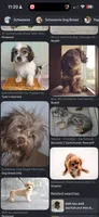 Gigi litter, a  Shih Tzu and Miniature Dachshund for sale in The Villages, FL – 1 of 5