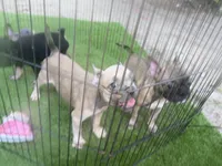 Fiona fawn girl , a female French Bulldog for sale in Ocala, FL – 4 of 7