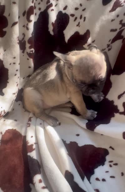 Fiona fawn girl , a female French Bulldog for sale in Ocala, FL – 7 of 7