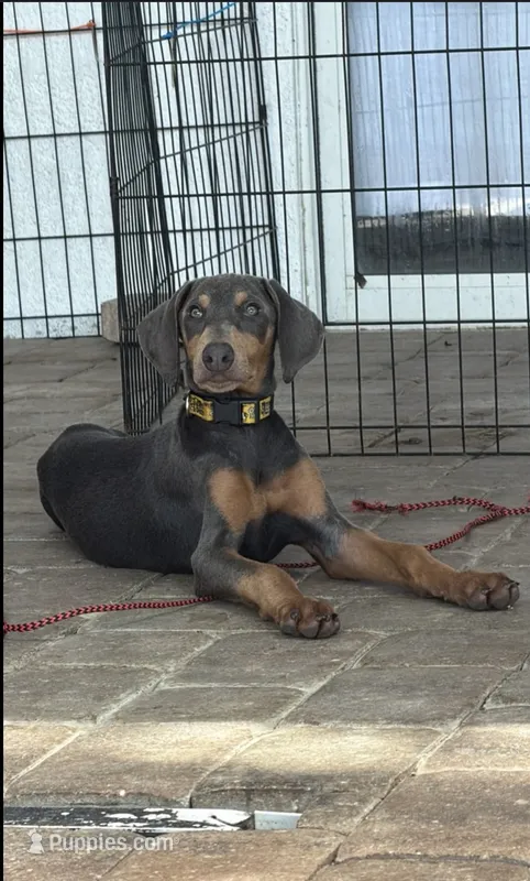 REX 850 OBO – Doberman Pinscher puppy on hold in The Villages, FL