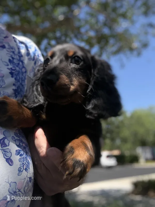 Daisy black and ted – Miniature Dachshund puppy for sale in Ocala, FL