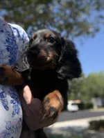 Daisy black and ted, a female Miniature Dachshund for sale in Ocala, FL – 1 of 5