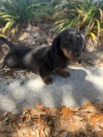 Daisy black and ted, a female Miniature Dachshund for sale in Ocala, FL – 5 of 5