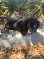 Daisy black and ted, a female Miniature Dachshund for sale in Ocala, FL – 4 of 5