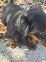 Daisy black and ted, a female Miniature Dachshund for sale in Ocala, FL – 3 of 5
