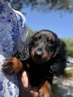 Daisy black and ted, a female Miniature Dachshund for sale in Ocala, FL – 2 of 5
