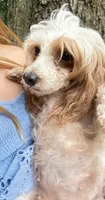 BUNNY miniature poodle $1250, a female German Shepherd Dog for sale in The Villages, FL – 6 of 6