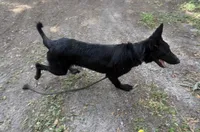 Storm AKC German Shepherd , a female German Shepherd Dog for sale in The Villages, FL – 2 of 7