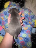 Gemma grey, a female French Bulldog for sale in The Villages, FL – 4 of 9
