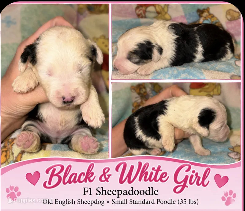 Jordan black &white parti 1200 – Old English Sheepdog, Poodle - Multi-Colored Standard puppy for sale in The Villages, FL