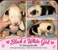 Jordan black &white parti 1200, a female Old English Sheepdog and Poodle - Multi-Colored Standard for sale in The Villages, FL – 1 of 1