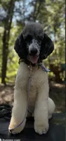 Bobby $900, a male Poodle - Multi-Colored Standard and Pyredoodle for sale in The Villages, FL – 5 of 8