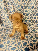 Gemma grey $1450, a female French Bulldog for sale in The Villages, FL – 4 of 4