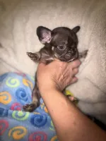 Henry the the chocolate and tan $1400, a male French Bulldog for sale in The Villages, FL – 5 of 10