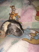 Janine Merle parti $1200, a female Old English Sheepdog and Poodle - Multi-Colored Standard for sale in The Villages, FL – 2 of 3