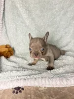 MAX  lilac tan $1800, a male French Bulldog for sale in The Villages, FL – 6 of 8