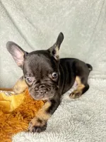 Buddy $1100, a male French Bulldog for sale in The Villages, FL – 4 of 10