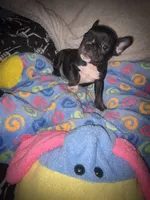 Barry $1000, a male French Bulldog for sale in The Villages, FL – 2 of 8