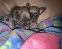 Gemma grey, a female French Bulldog for sale in The Villages, FL – 9 of 9