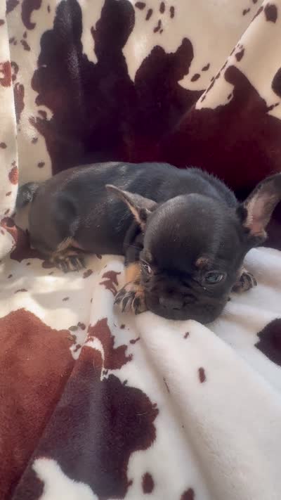 Gus Gus, a male French Bulldog for sale in Ocala, FL – 5 of 5