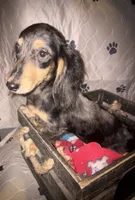 Mocha dapple girl, a female Miniature Dachshund for sale in Ocala, FL – 1 of 6