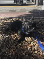 Brindle boy, a male French Bulldog for sale in Ocala, FL – Photo 2 of 5