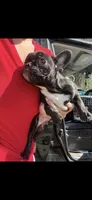 Brindle boy, a male French Bulldog for sale in Ocala, FL – Photo 5 of 5