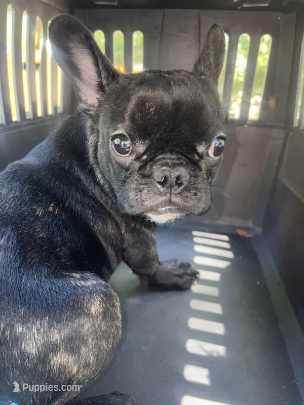 Brindle boy – French Bulldog puppy for sale in Ocala, FL