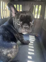 Brindle boy, a male French Bulldog for sale in Ocala, FL – Photo 1 of 5
