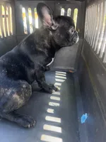 Brindle boy, a male French Bulldog for sale in Ocala, FL – Photo 3 of 5