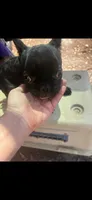 Brindle boy, a male French Bulldog for sale in Ocala, FL – Photo 4 of 5