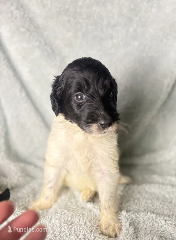 Bobby  – Poodle - Multi-Colored Standard, Pyredoodle puppy for sale in The Villages, FL