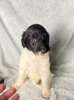 Bobby , a male Poodle - Multi-Colored Standard and Pyredoodle for sale in The Villages, FL – 1 of 3