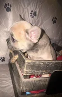 Sarah blue  fawn, a female French Bulldog for sale in Ocala, FL – 2 of 6