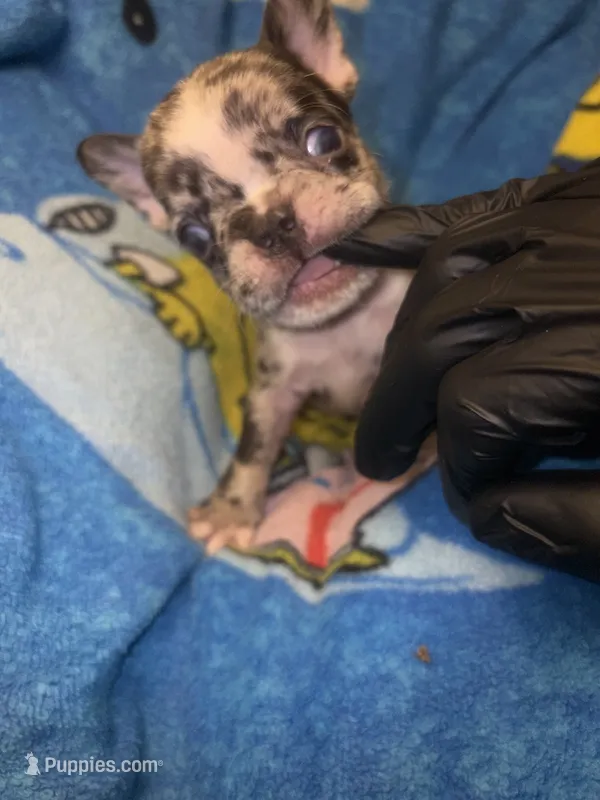 Harley Merle harlequin  chocolate  – French Bulldog puppy for sale in The Villages, FL