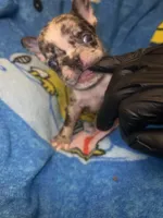 Harley Merle harlequin  chocolate , a female French Bulldog for sale in The Villages, FL – 5 of 9