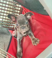 Gemma  $1125 lilac & tan, a female French Bulldog for sale in The Villages, FL – 3 of 9