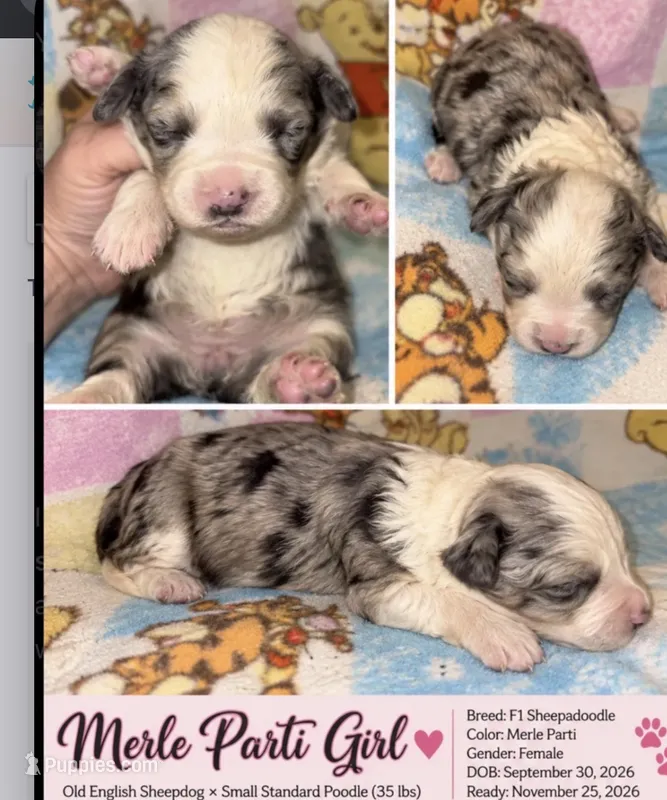 Jillian Merle parti flashy!! – Old English Sheepdog, Poodle - Multi-Colored Standard puppy for sale in The Villages, FL