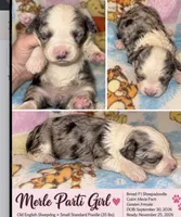 Jillian Merle parti flashy!!, a female Old English Sheepdog and Poodle - Multi-Colored Standard for sale in The Villages, FL – 1 of 3