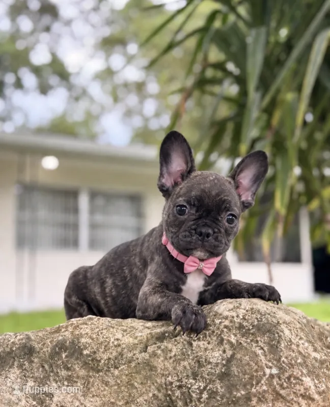 Britney brindle $1250 – French Bulldog puppy for sale in The Villages, FL