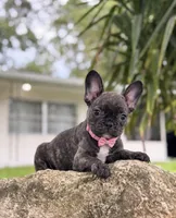 Britney brindle $1250, a female French Bulldog for sale in The Villages, FL – 1 of 4