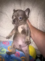 MAX  lilac fawn, a male French Bulldog for sale in The Villages, FL – 6 of 6