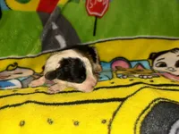 BUDDY $1200  black & white parti , a male Old English Sheepdog and Poodle - Multi-Colored Standard for sale in The Villages, FL – 5 of 8