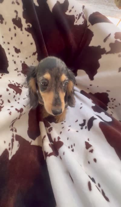 Mocha dapple girl, a female Miniature Dachshund for sale in Ocala, FL – 6 of 6
