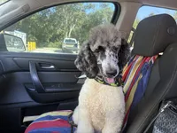 Jenny Sheepadoodle $1100 Merle parti, a female Old English Sheepdog and Poodle - Multi-Colored Standard for sale in The Villages, FL – 5 of 8