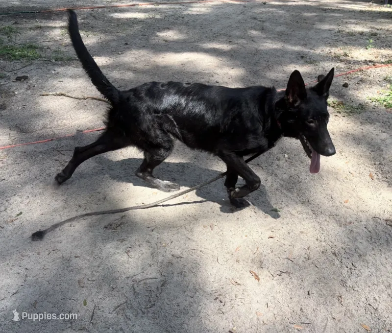 Storm AKC German Shepherd  – German Shepherd Dog puppy for sale in The Villages, FL